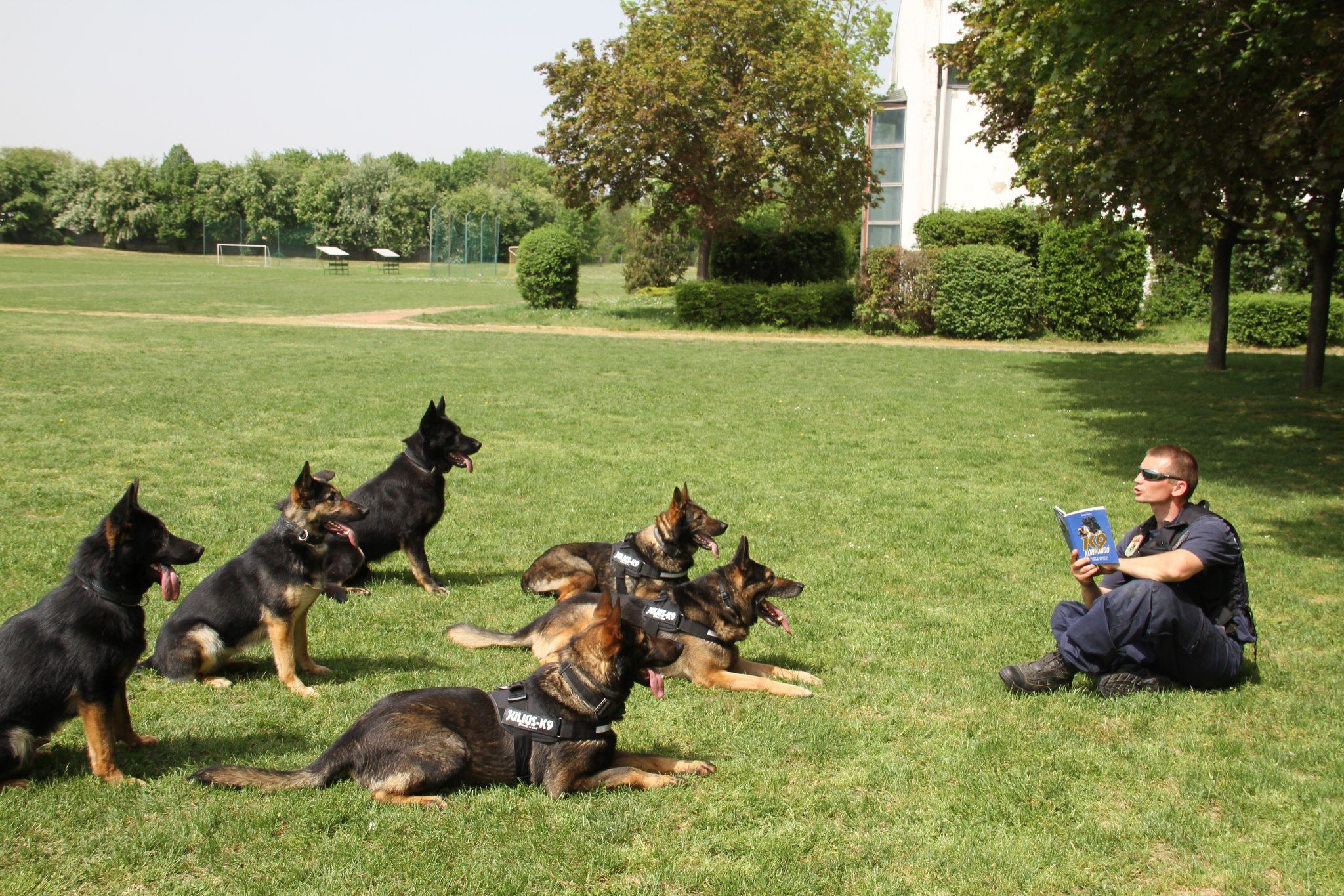 How To Choose A Good Obedience School For Your Dog The Good Dog Mastery