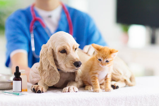 Inhalant Allergies In Dogs And Cats