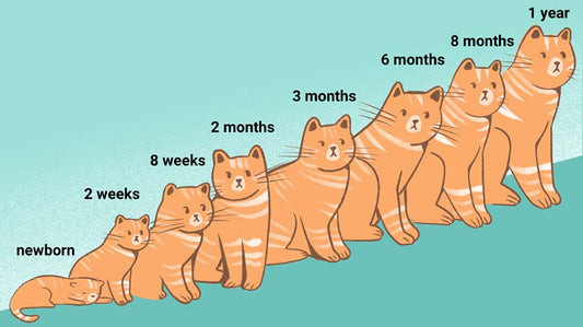 How Fast Will Your Cat Will Grow - The Important Stages In A Cat's Life