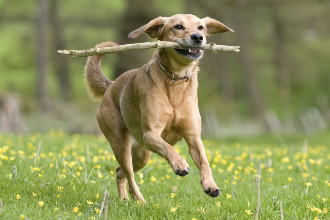 How to Avoid Those Costly Dog Training Bills