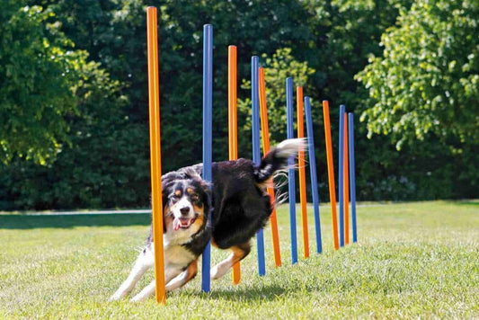 How to Correct Your Dog's Stay on the Agility Starting Line