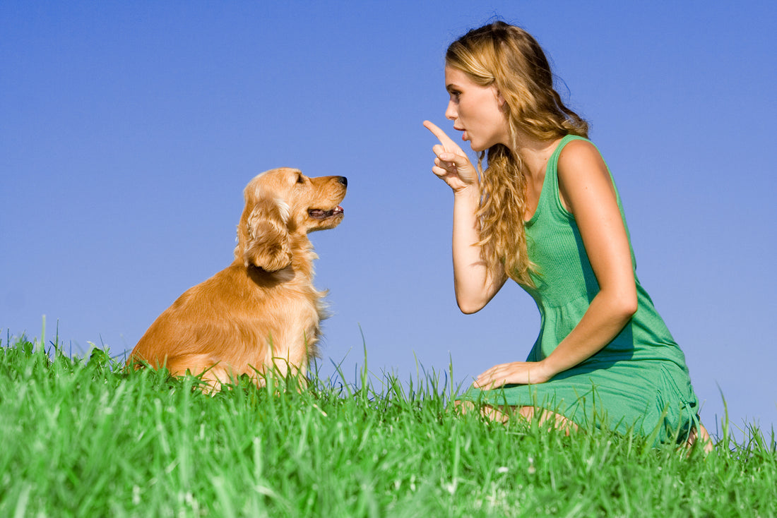 Important Things You Need To Know About Puppies And The Dog Training Basics