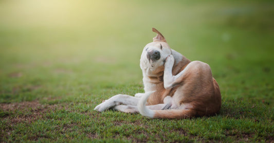 Identifying & Controlling Your Dog’s Allergies