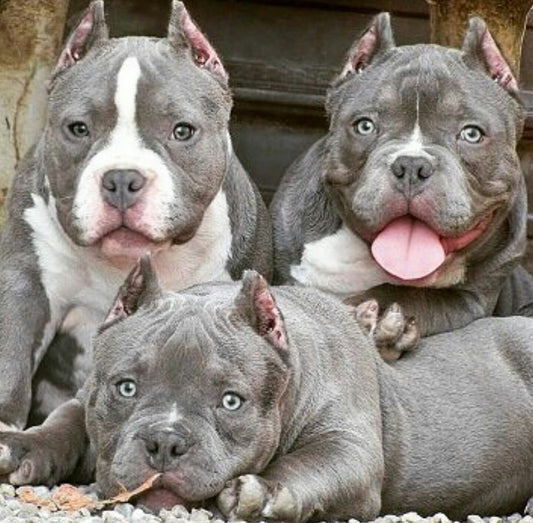 How To Spot A Great Pit Bull Breeder: 7 Signs Of A Good Dog Breeder