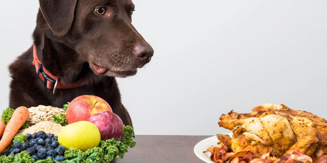 How To Pick the Right Dog Food