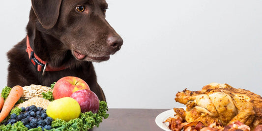 How To Pick the Right Dog Food