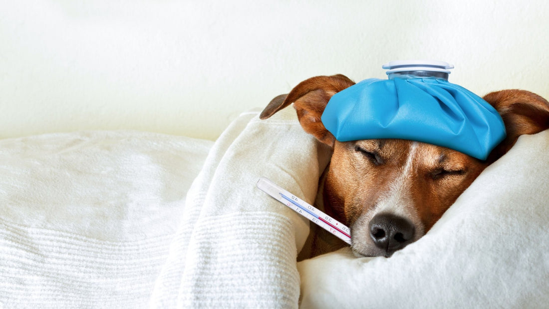 How To Know When Your Dog Is Sick