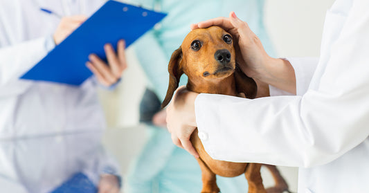 Improve Your Dog's Health With Natural Dog Health Care