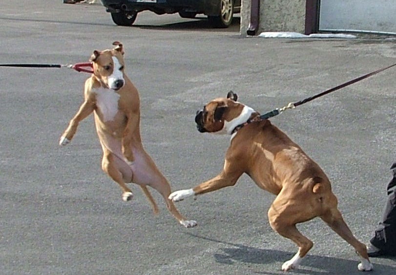 How You Can Prevent Your Puppy From Jumping On People, Tugging The Leash And Roaming Around Dangerously