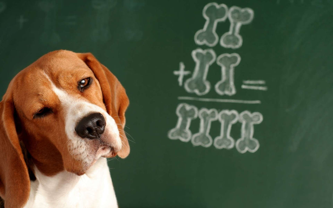 How To Make Your Dog Appear To Be Incredibly Intelligent