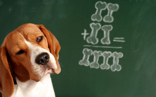 How To Make Your Dog Appear To Be Incredibly Intelligent