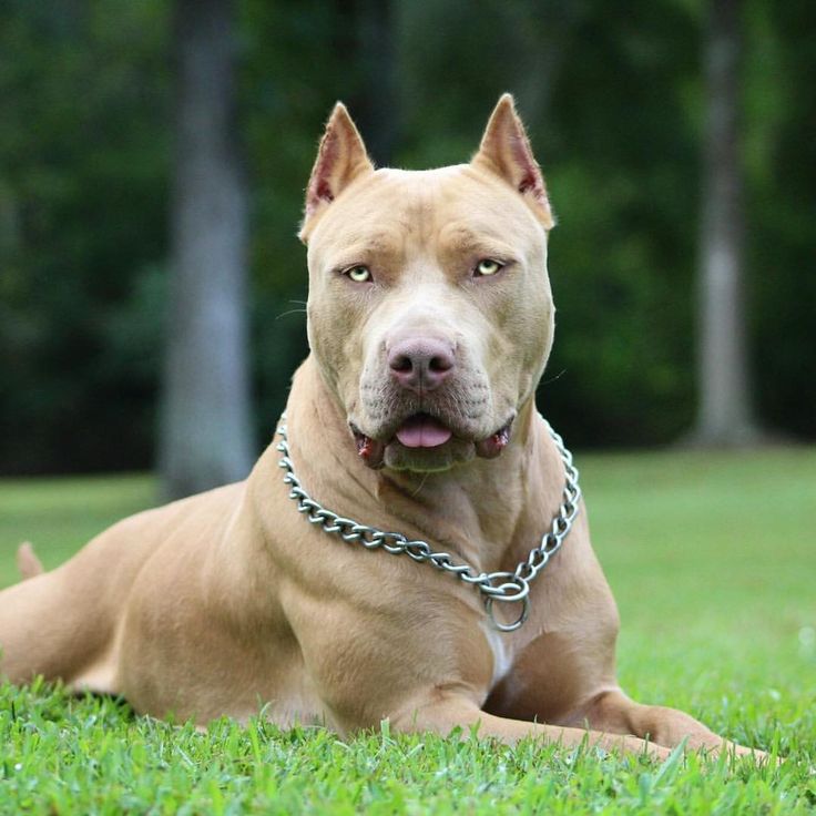 How To Keep Your Pit Bull’s Attention While Dog Training