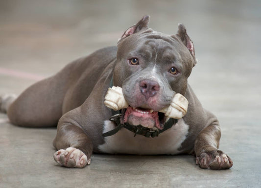 How To Buy The Right Dog Food For Your Pit Bull Terrier