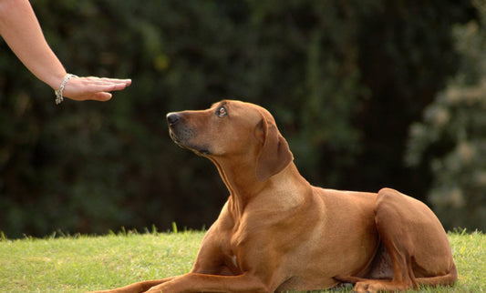 How To Train Your Dog In Five Easy Steps