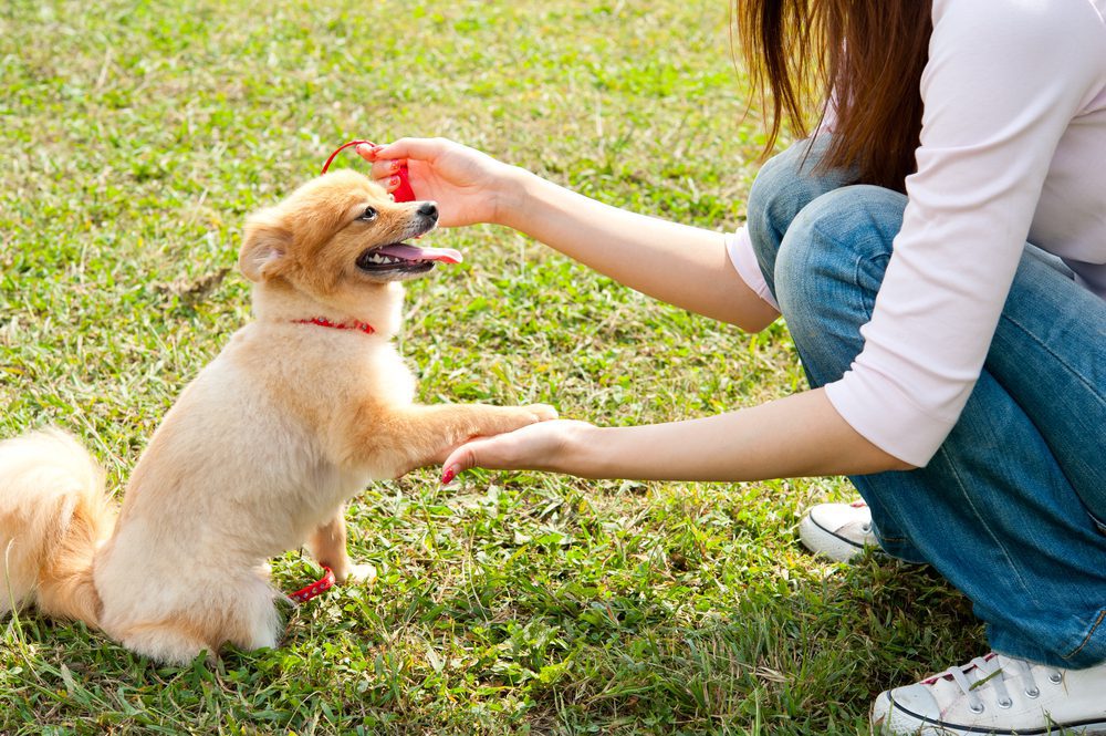 How To Start Training Puppies