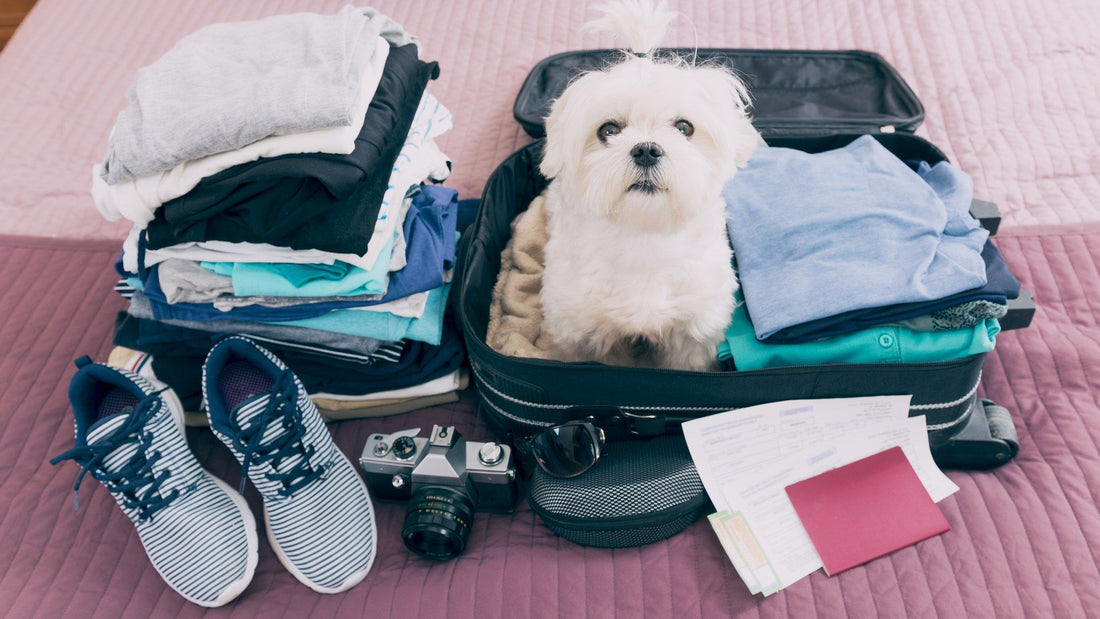 How To Travel With Your Dog