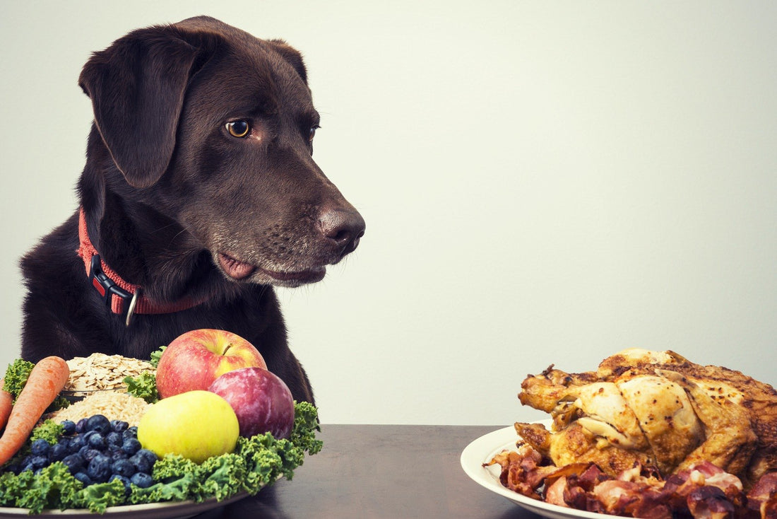 How To Choose The Right Dog Food