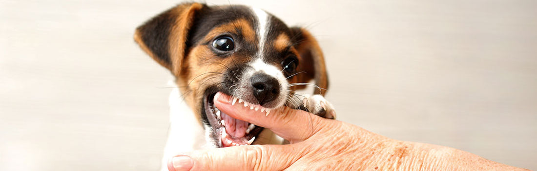 How To Cure Your Puppy’s Nipping Habit