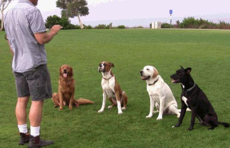 How To Choose A Dog Trainer