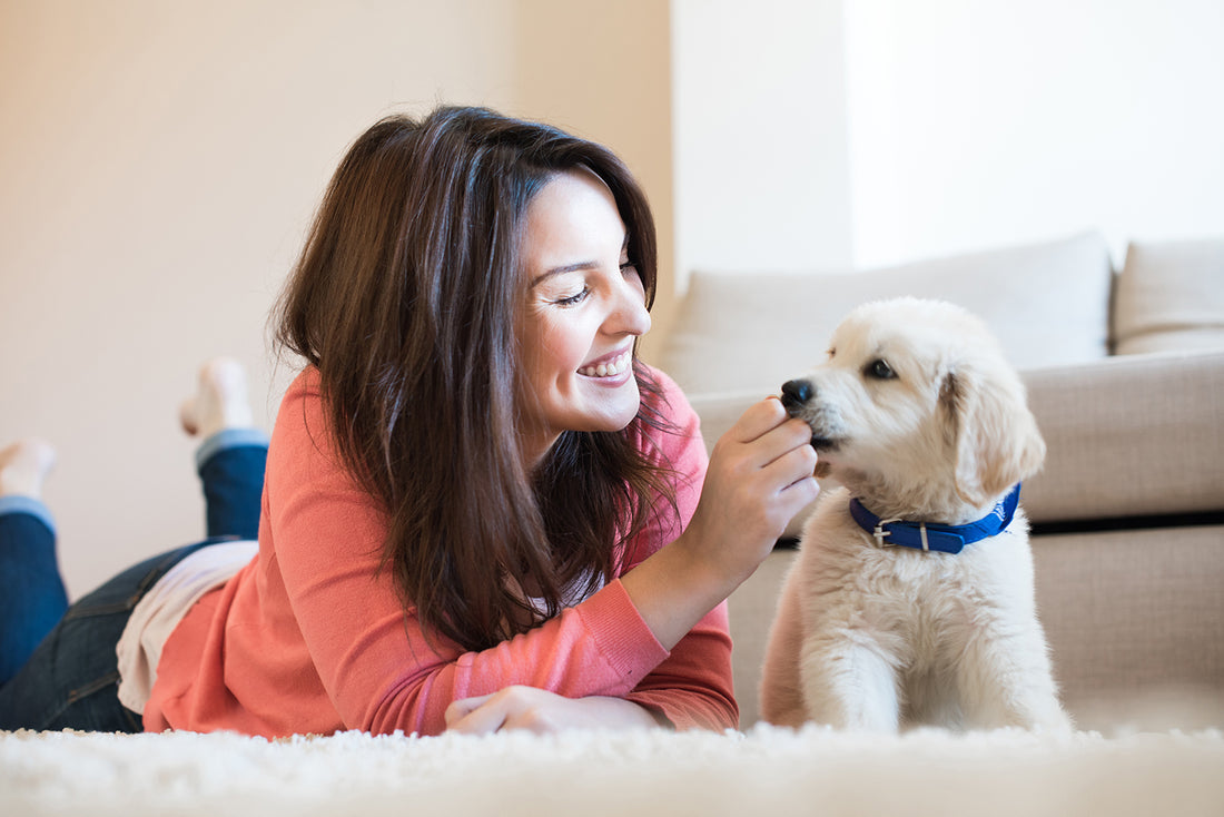 House Training Dogs Successfully