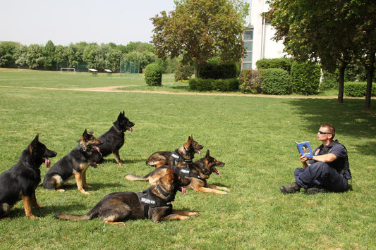 How To Choose A Good Obedience School For Your Dog