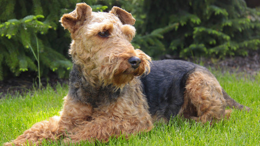 Information about Welsh Terrier Dogs