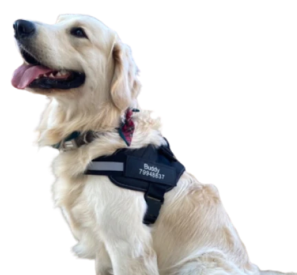 Personalized No Pull Adjustable dog Harness